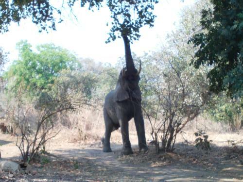 Lodge Zikomo Safari