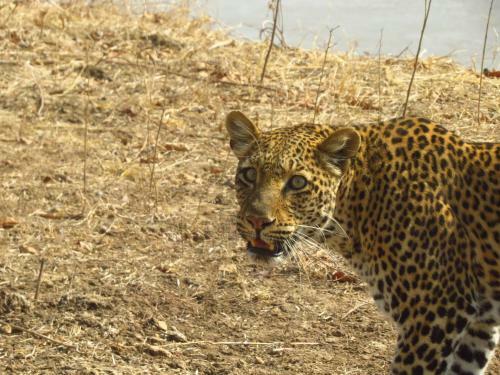 Lodge Zikomo Safari