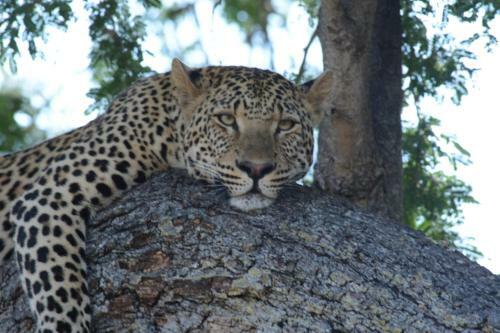 Lodge Zikomo Safari