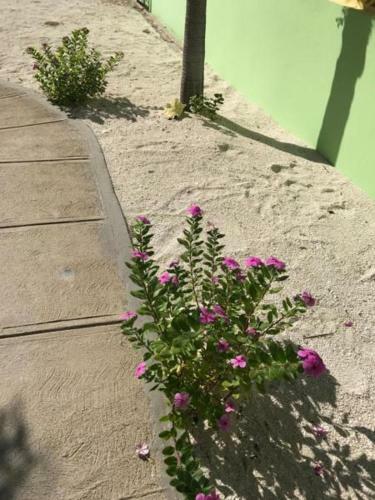 Apartamento Panchos Villas