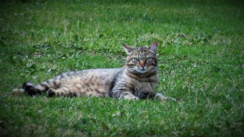 M�nni Farm Holiday House