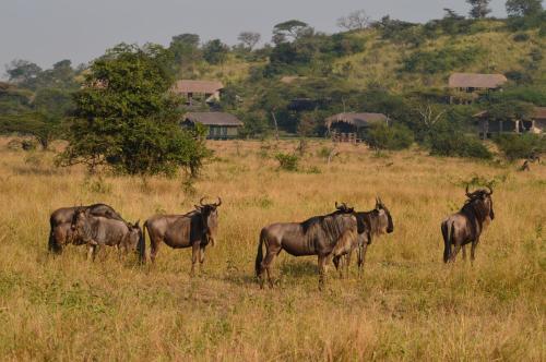Grumeti Migration Camp