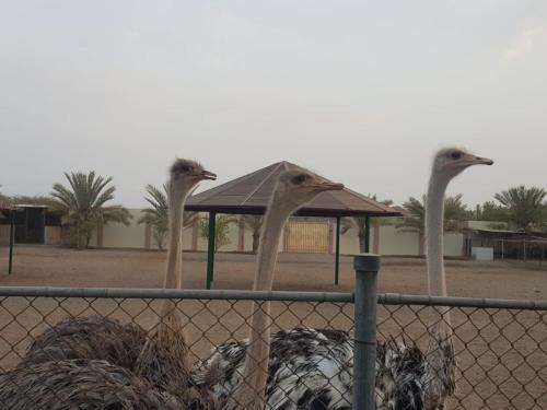 Asahalah Farm Villas