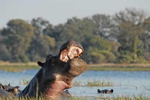 Lodge Divava Okavango Resort & Spa