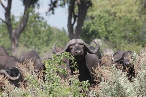 Nkasa Lupala Tented Lodge