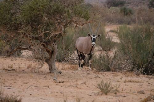 Gondwana Canyon Lodge