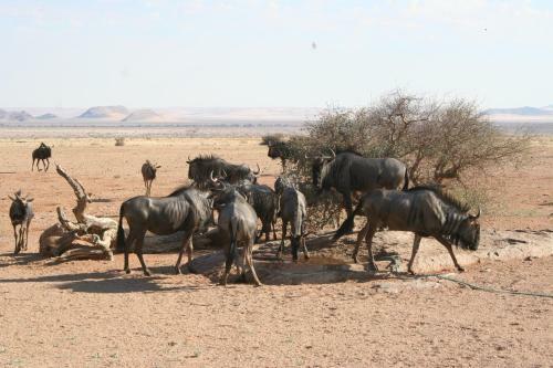 Namib Naukluft Lodge