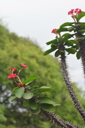 Lodge Bougainvilla Sol