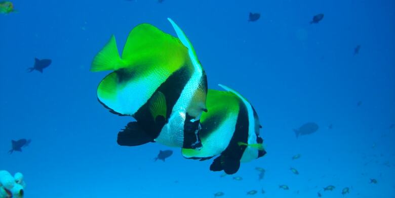 Hostal Hotel Ocean Grand At Hulhumale