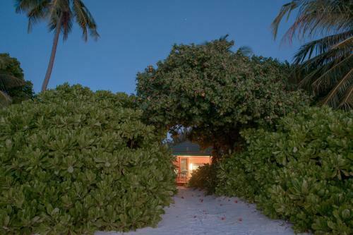 Hotel Canareef Resort Maldives