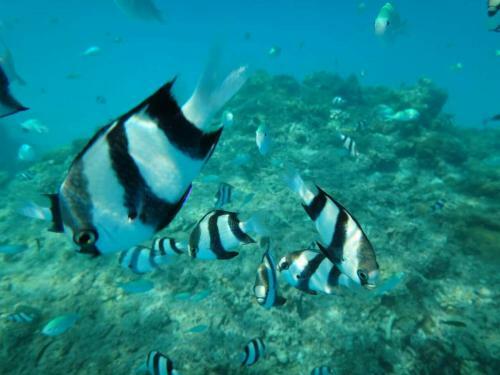 Hostal Equa Reef Maldives