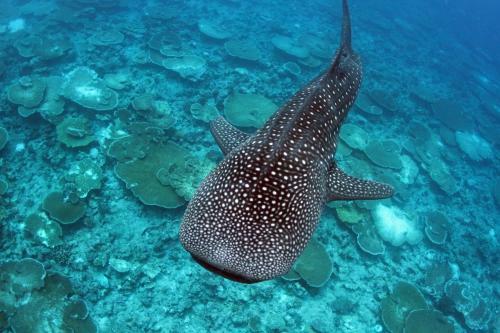 Hostal Whale Shark Inn