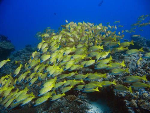 Hostal Boutique Beach All Inclusive Diving Hotel