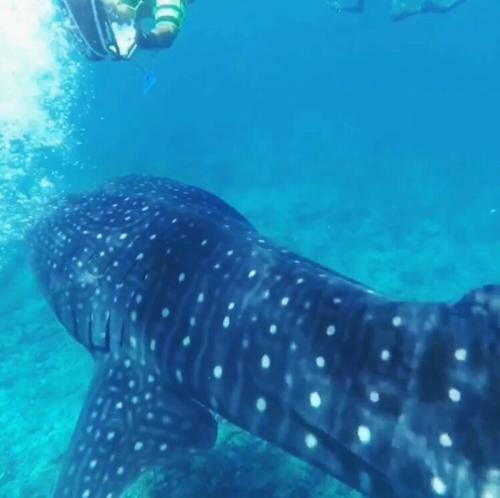 Hostal Sundive Lodge Maldives