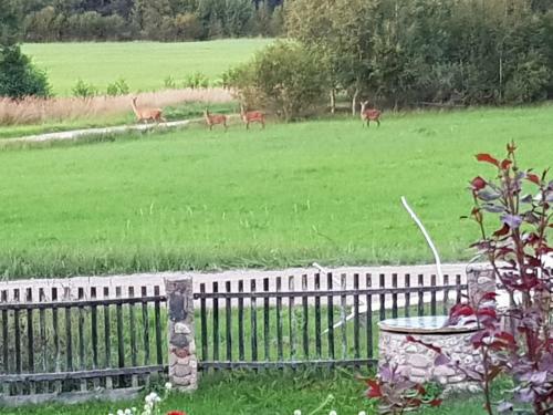 Hostal Guest House Ziedkalni
