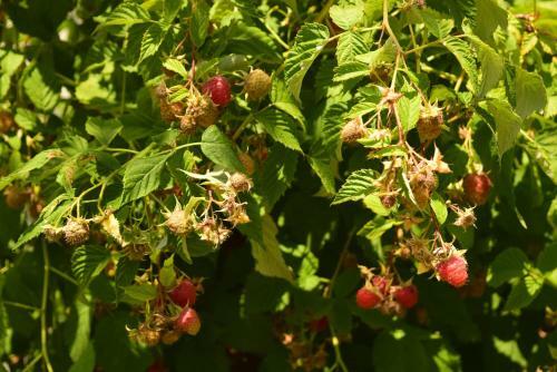 Garden Guesthouse