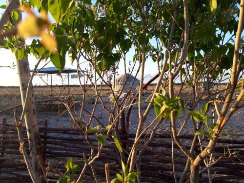 Yurt Camp Sonun