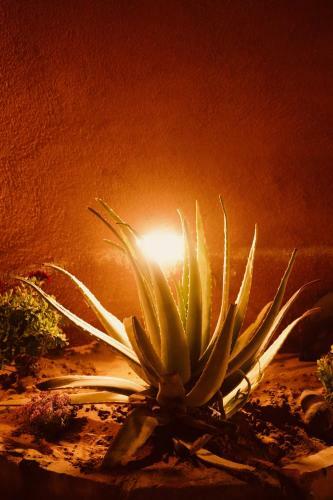 Petra Bedouin Bed And Breakfast