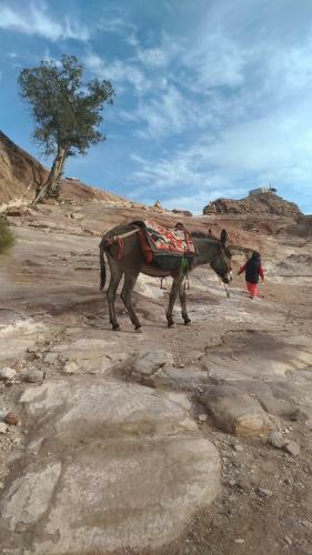 Petra Bedouin Bed And Breakfast