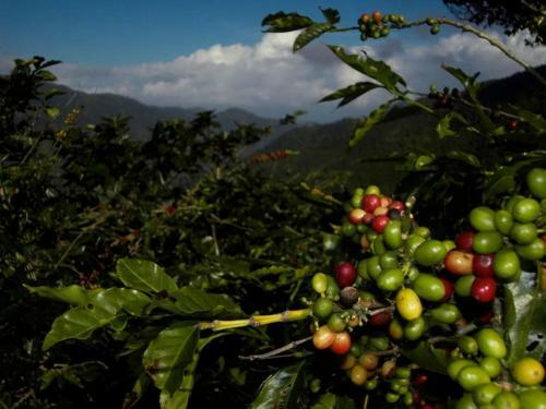 I View - The Oceanview Cottage