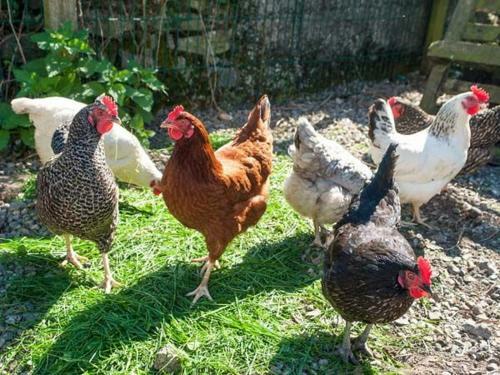 Cherryfield, Ballyragget