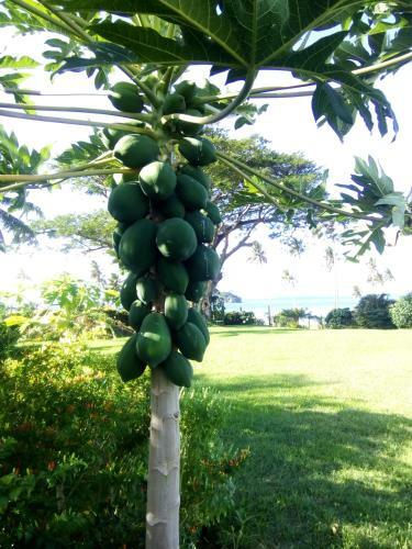 Raintree Gardens
