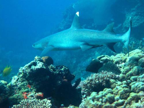 Hotel Mantaray Island Resort