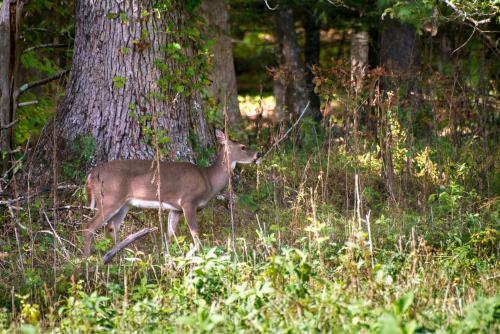 Two Bears Cabin