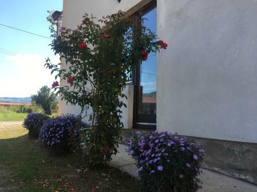 Apartamento Zvezdica