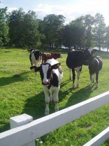 Hostal Hofsn�s Lilla Sj�stuga