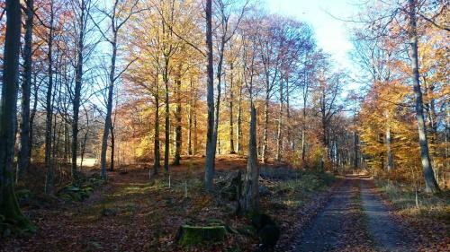 Lodge Bokebacken