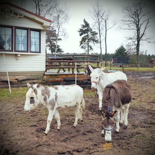 Agroturismo Eddylou Ranch