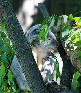 Hotel Residence Inn Milwaukee Brookfield
