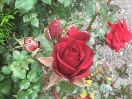 Hostal Bed And Breakfast Fyra H�star
