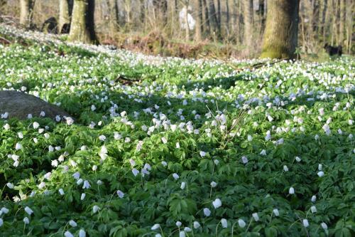 Lilla Ryg�rdens B&B
