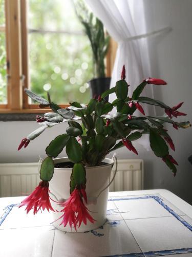 Bed & Breakfast G�rden Mellan Slotten