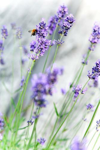 Hotel Karnelund Krog & Rum