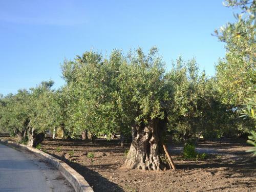 Sun-drenched Estate Close To Sciacca Just 7km From The Beach