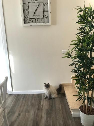 B&B L'ulivo Fiumicino