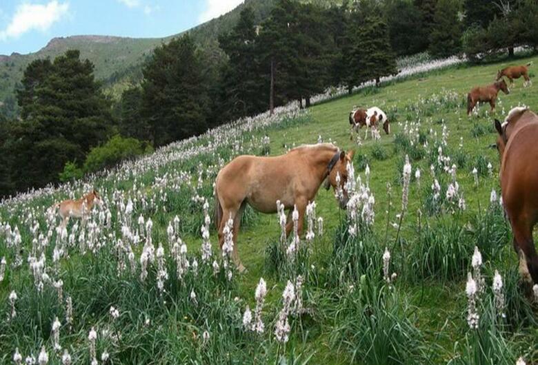 Hotel Del Pui By Nexta