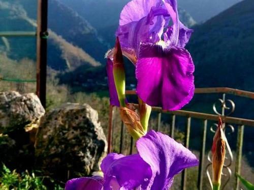 Cozy Mansion In Cangas De Onis With Meadow View