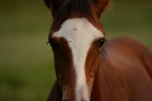 Agroturismo Hacienda Santa Clara
