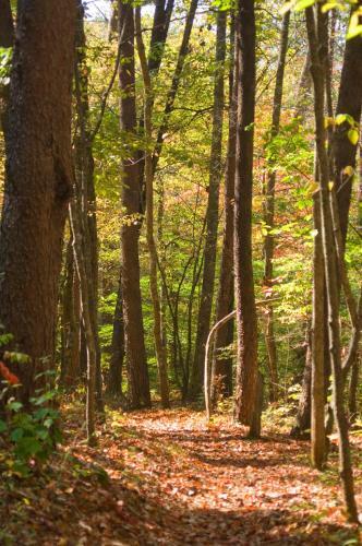 Hotel Brasstown Valley Resort & Spa
