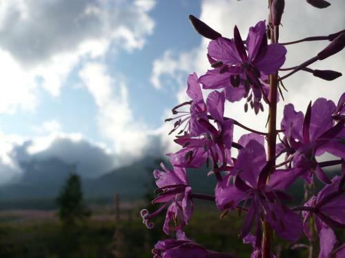 Privat Iva Smokovec