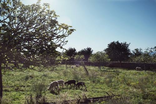 Agroturismo S'hort Des Convent