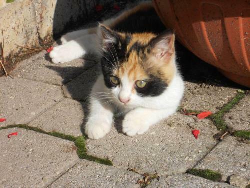 Apartamento Casa Fiorita