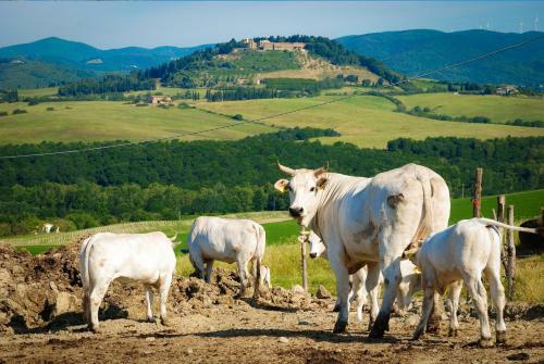 Agroturismo Agriturismo Il Canterino