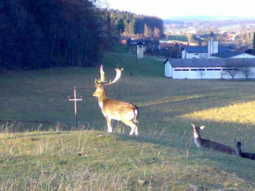 Hostal Gasthof Pension Steinberger