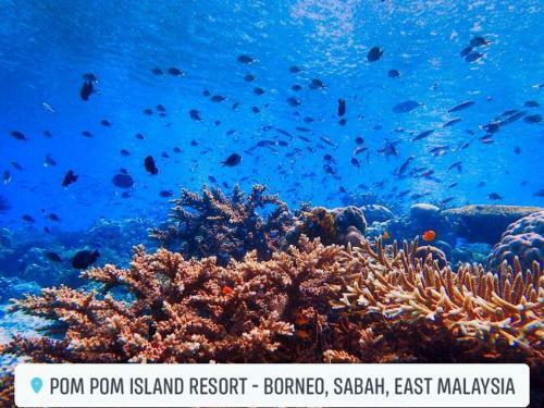 Hotel Pom Pom Island Resort