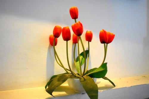 Hostal Villa Tulip Garden
